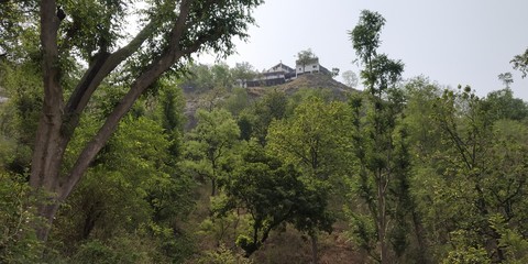 pine trees in the mountains
