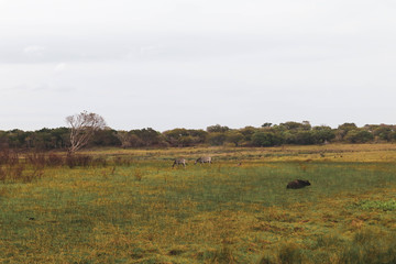 Fototapeta na wymiar herd of wildebeest