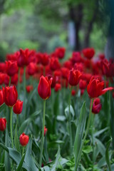 red tulip in spring