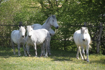 Fototapeta na wymiar Grey playful thug horse ponies team 