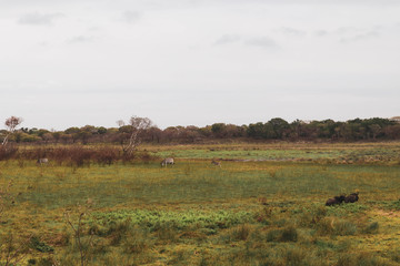 Naklejka na ściany i meble wildebeest in the serengeti
