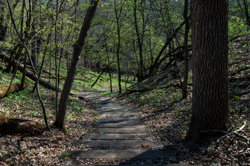 Winding path through flandrau state park forest