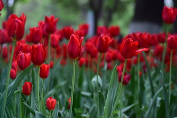 red tulip in spring