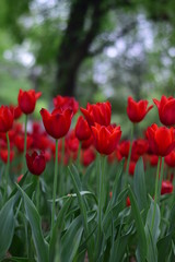 red tulip in spring
