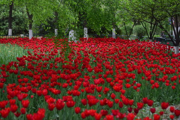 red tulip in spring