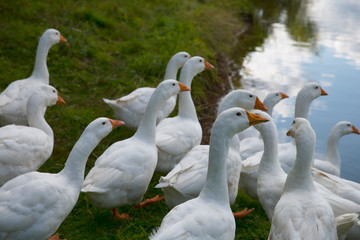 Domestic white geese on the lake. Summer village landscape.