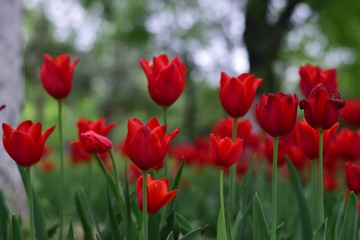 red tulip in spring