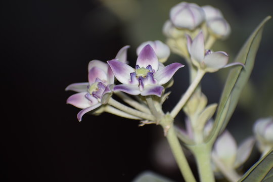 calotropis gigentea or madar plant flower or purple crown flower found in asian country of India and state of gujarat and is milky plant.