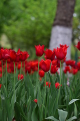red tulip in spring