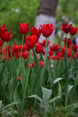 red tulip in spring