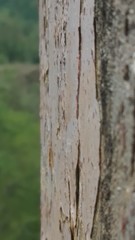 Fototapeta premium tree bark texture