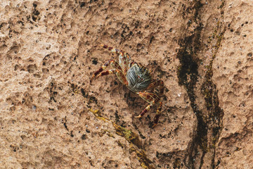 crab spider on a stone