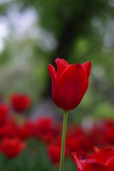 red tulip in spring