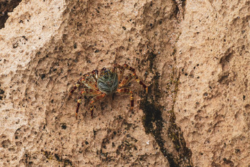 crab spider on a stone