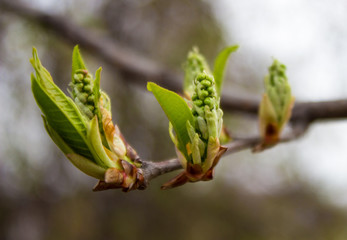 beautiful young branch in the spring sun