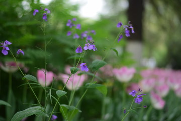 beautiful tulip bloom in spring
