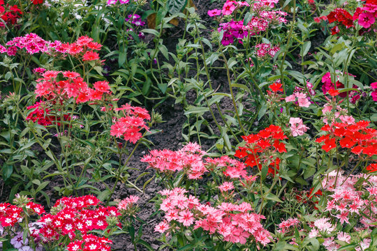 Flowers. Horizontal image of varietal carnations