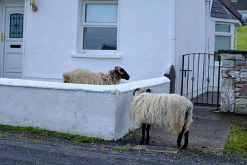 Black-headed sheep even enter the balcony of a house on Achill Island, County Mayo, Ireland.