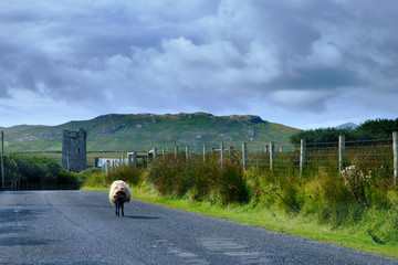 A Shetland sheep on the road to Grace O'Malley's Castle, Kildavnet Tower.