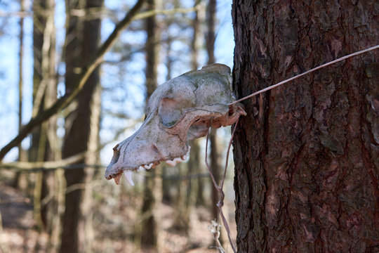 Dog skull hanging on a tree in a park.