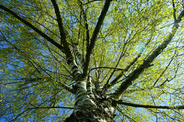 Blick entlang des Stamms in die Baumkrone einer Birke im Frühling