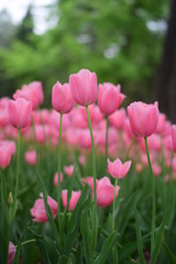 beautiful tulip bloom in spring