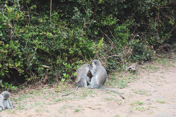 baboons sitting on the ground