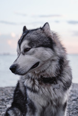 big furry Malamute, Alaskan Malamute, large purebred dog