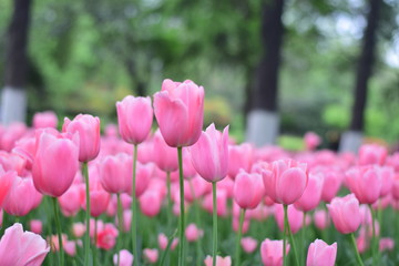 beautiful tulip bloom in spring