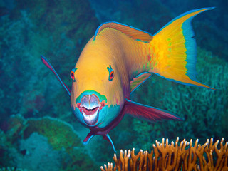 This parrotfish asks the underwater photographer for a portrait. I took this photo during a dive in...