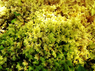 Green cover plant as background