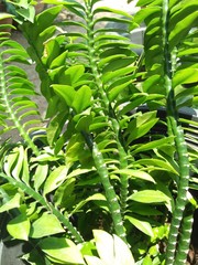 green fern leaves