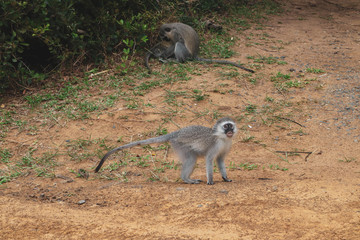 baboon sitting on the ground