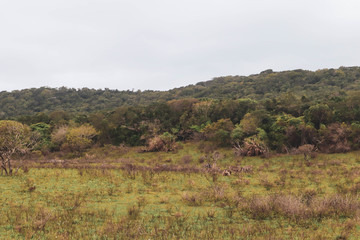 landscape with trees and clouds