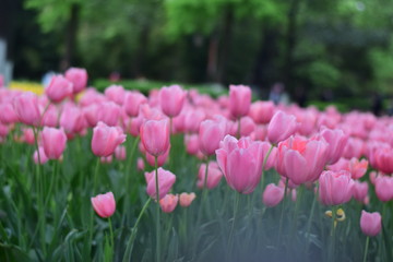 beautiful tulip bloom in spring