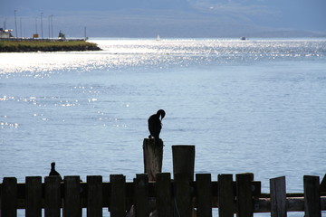 bird birds cormorants tromso troms&oslash;  water travel tourism sea coast nature port blue landscape sky harbor architecture europe boatship mountain summer bay view city beautifull and mark mediterranean v