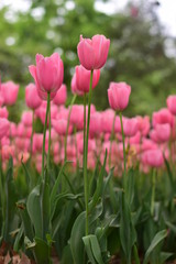 beautiful tulip bloom in spring