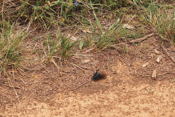 beetle on the ground