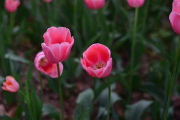 beautiful tulip bloom in spring