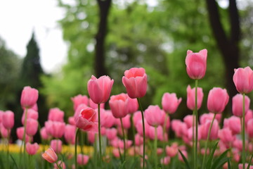 Fototapeta premium beautiful tulip bloom in spring