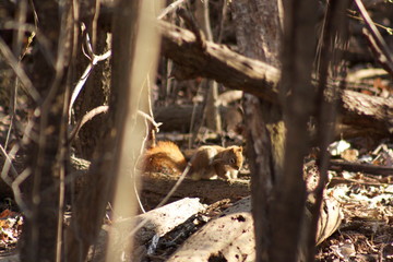 squirrel in the woods