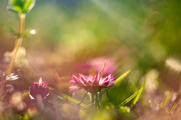 Amazing bright spring landscape for wallpaper.