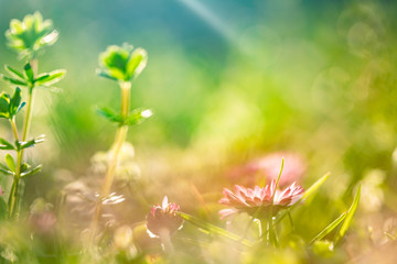 Amazing bright spring landscape for wallpaper. © erika8213