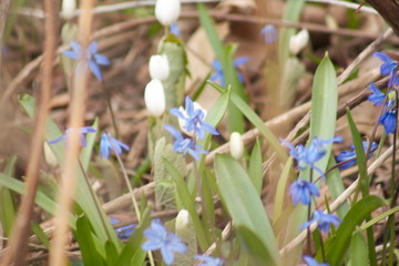 spring crocus flowers