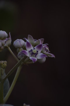 calotropis gigentea or madar plant flower or purple crown flower found in asian country of India and state of gujarat and is milky plant.
