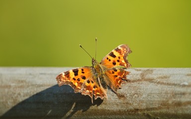 Beautiful close up of a comma butterfly sitting in spring in sunlight isolated on a metal tube in garden on green background, Nymphalis c-album