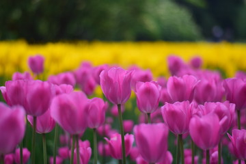 beautiful tulip bloom in spring