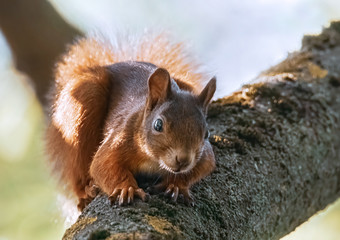 Neugieriges Eichhörnchen auf einem Ast