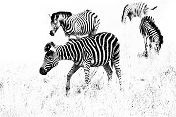 Obraz na płótnie Canvas Zebras On Field