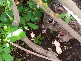 naturaleza en parques y los animales que habitan.